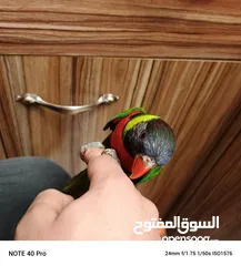  2 ببغاء لوري اليف