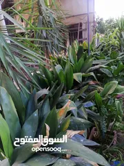  7 نباتات زينة