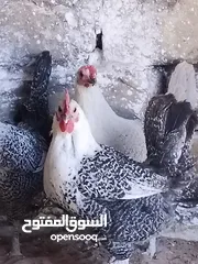  1 دجاجات للبيع
