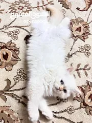  5 Ragdoll cat