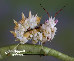  3 مطلوب زواحف و حشرات و حيوانات برمائية لتصوير افلام وثائقية