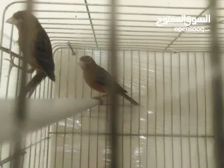  1 طيور كناري لون مخملي  للبيع المستعجل ( اقرأ الوصف جيدا )