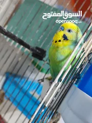 3 متاح ثلاث جواز حب مقفصات منهم جوز تحتو بيض قابلات للبدل على جوز كوكتيل لاتينو