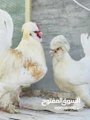  2 دجاج زينه بياض