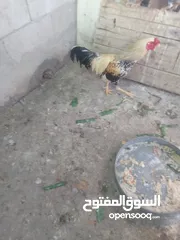  4 دجاج للبيع