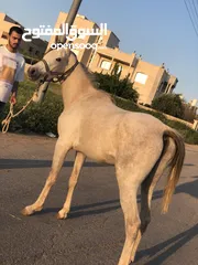  3 حصان عربي واهو