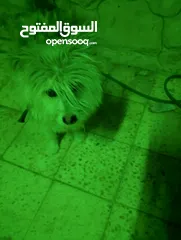  3 كلابخااخىل