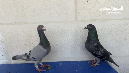  1 جوز شغالات فراخهم شغل دز