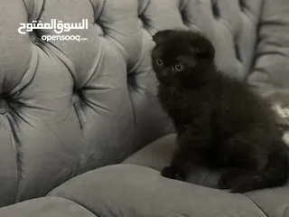  18 كتن سكوتش فولد و ستريت وام منتجه