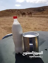  1 حليب ابل رعوي طازج للبيع