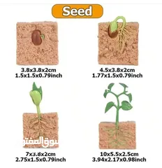  1 مراحل نمو النبات