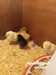  4 صيصان دجاج بلدي ترقيد  عمر  شهر ونص عدد 30 للبيع (الصوص دينار ونص نهائي) الصور  تعبيريه