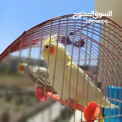  3 عصافير كوكتيل للبيع حبات جامبو ونضيفه