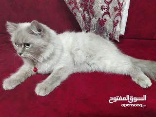  2 قطه هملايه  العمر غير معروف