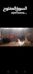  1 دجاج للبيع