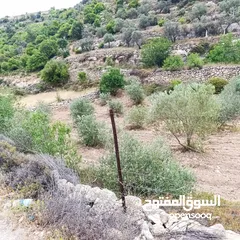  1 ارض زراعيه للبيع