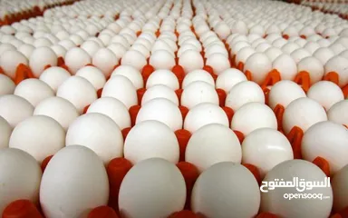  2 مطلوب بيض مخصب بط بكيني وبط كمبل 200 بيضة بسعر معقول