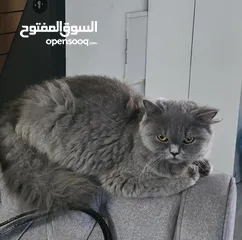  1 قطة سكوتش فولد لون سكني الاسم لوسي