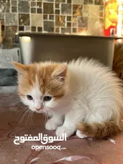  3 Mix Turkish/Persian kitten