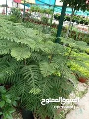  28 ركن المنزل لخدمات الزراعة العامة وتنسيق الحدائق وصيانتها مع خدمة التوصيل لكافة محافظات المملكة