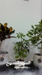  6 نباتات داخلية طبيعية