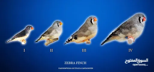  5 طيور زيبرا إنتاج 2024