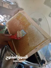  3 عسل حمضيات وربيع مكفول