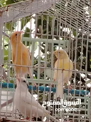  3 طيور كناري
