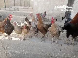  6 دجاج بلدي و حبش بلدي للبيع