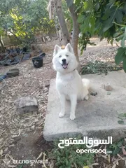  3 هاسكي سامويد