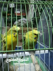  9 كوم عصافير للبيع