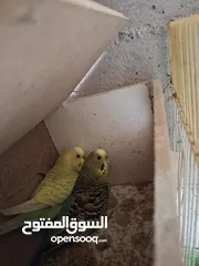  2 جواز حب وكنار كلو شغال واسألي فراخ