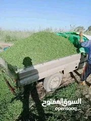  25 علف الازولا يزرع مره وينتج يوميا مدى الحياه للدجاج والمواشي وجميع الحويانات