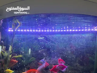  8 سمك زينة للبيع حالة ممتازة جداً خالي من الأمراض مع توفر إضافات أكسجين ومسطرة واضاءة بحالة ممتازة