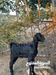  1 ما شاء الله صخله للبيع عمرها خمس شهور ونص الرقم ال محطوط فقط واتس