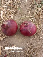  4 تصدير فواكه وخضروات ومواد غذائية ايرانيه بيع بالجمله حسب الطلب