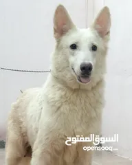  7 Pure white German shepherd puppies يراوه بيور وايت جيرمن شيبرد