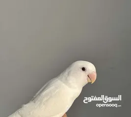 1 طيرة روز البينو+علبة سيريلاكexact