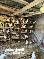  7 جواز بلونيات وجواز يهوديات