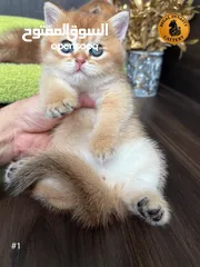  13 High-level British Shorthair kittens with pedigree