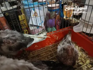 3 فراخ كوكتيل وايت فيس