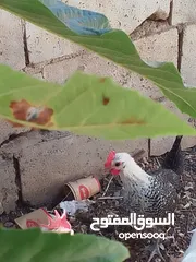  1 يوجد دجاجه باكستانيه مع ديك فيومي عمر ثلاث شهور
