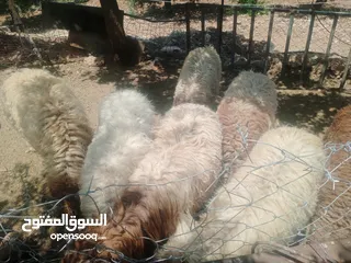  2 موجود خواريف اعمار 7.5 شهور ونص وزن قائم تقريبا 45 كيلو قطعه بصلاة على النبي
