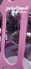  5 طير حمام فحل مقرفل