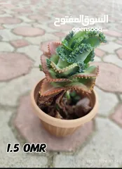  3 plants for sale from 1 to 5 OMR