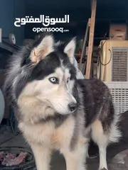  6 انثى هاسكى للبيع