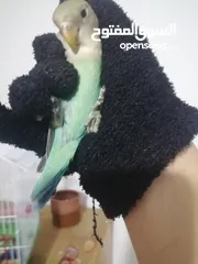  5 روز اخضر وايت فيس 425 ج