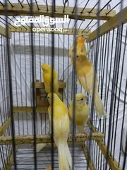  2 متاح مخليف كنار جزري ابيض اقرا الواصف