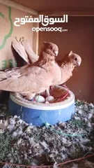  2 جوزين شغلات