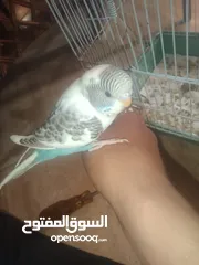  20 عصافير حب بادجي 2 مع القفص